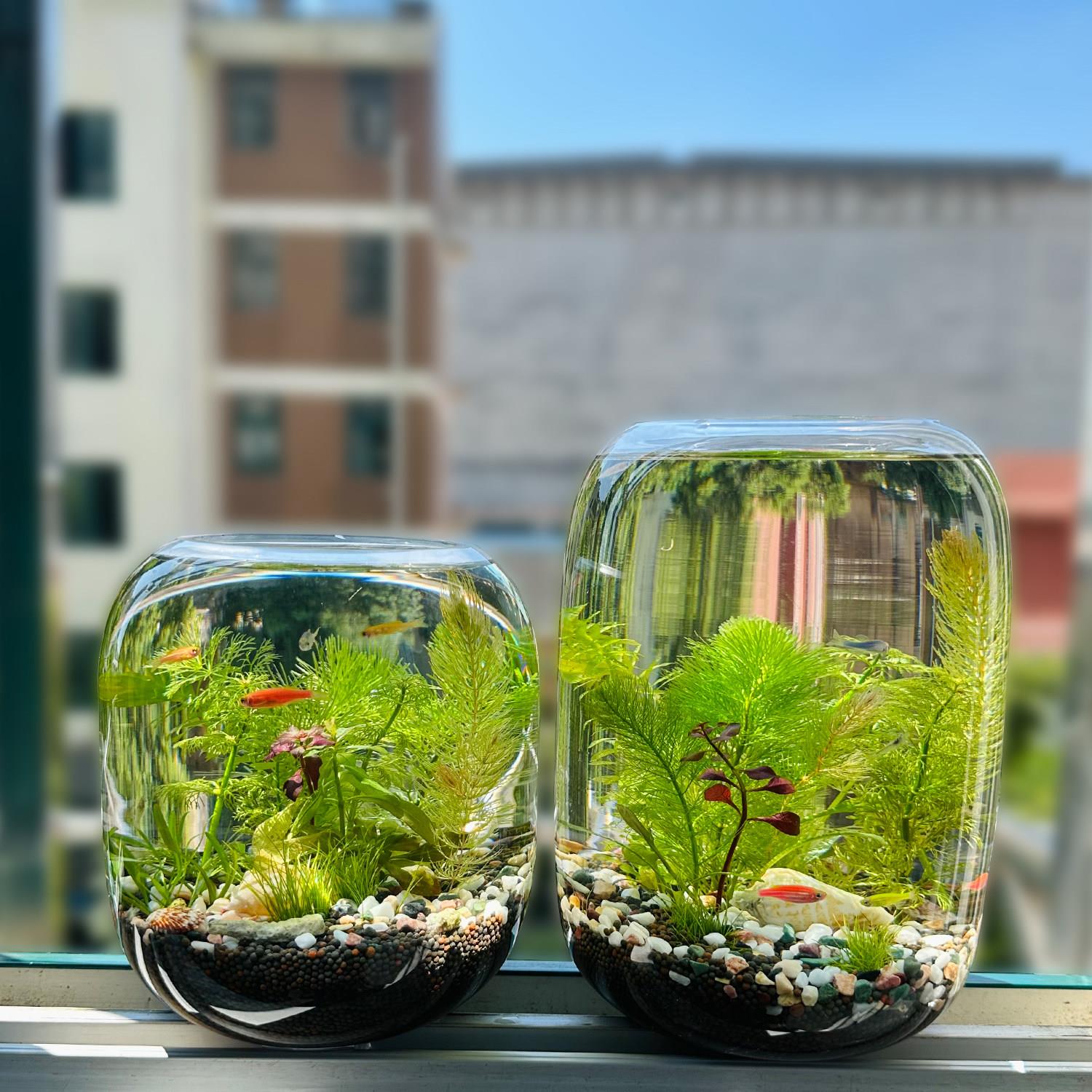 生态瓶微景观diy科学作业材料办公桌虾螺小鱼缸养鱼玻璃生态鱼缸