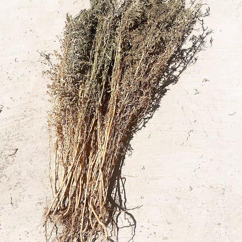 【过年发顺丰】干扫帚苗地肤苗扫竹苗/扫帚菜整颗带根煮水喝250g