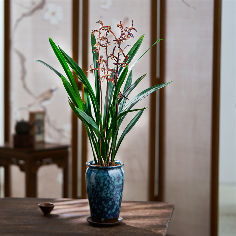 兰花企黑浓香兰花苗墨兰报岁红花兰室内客厅书房桌面盆栽花卉绿植