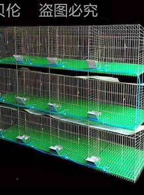 肉养殖子笼荷兰猪笼母兔笼子XSF粪兔笼免兔子母大兔笼免清新型笼
