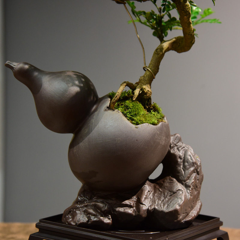 清香胡椒木盆栽办公室客厅悬崖飘枝造型盆景植物茶桌四季绿植桌面