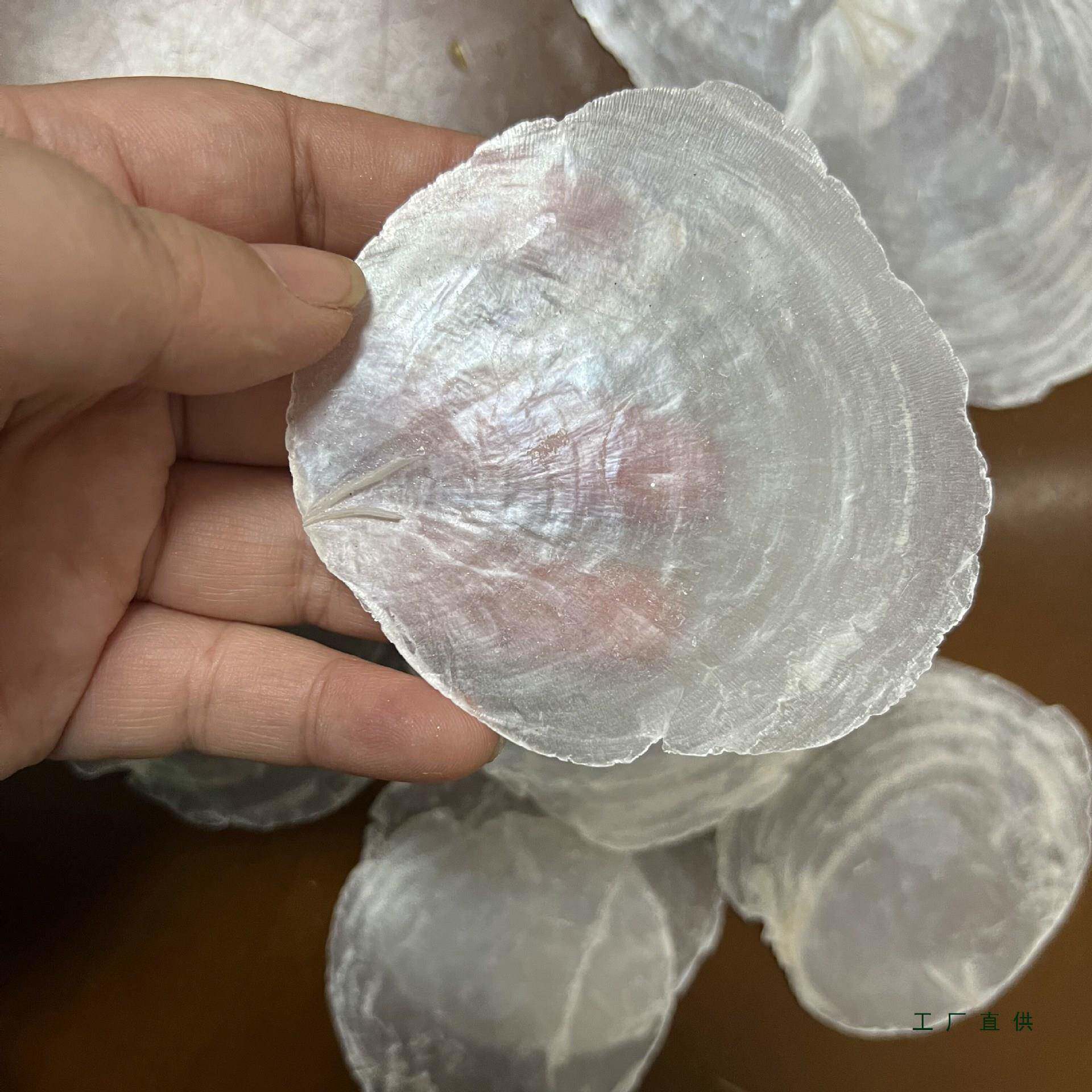 天贝壳云母贝然-F997MJ7S59CM左右海月家贝透明贝壳居装饰签名婚