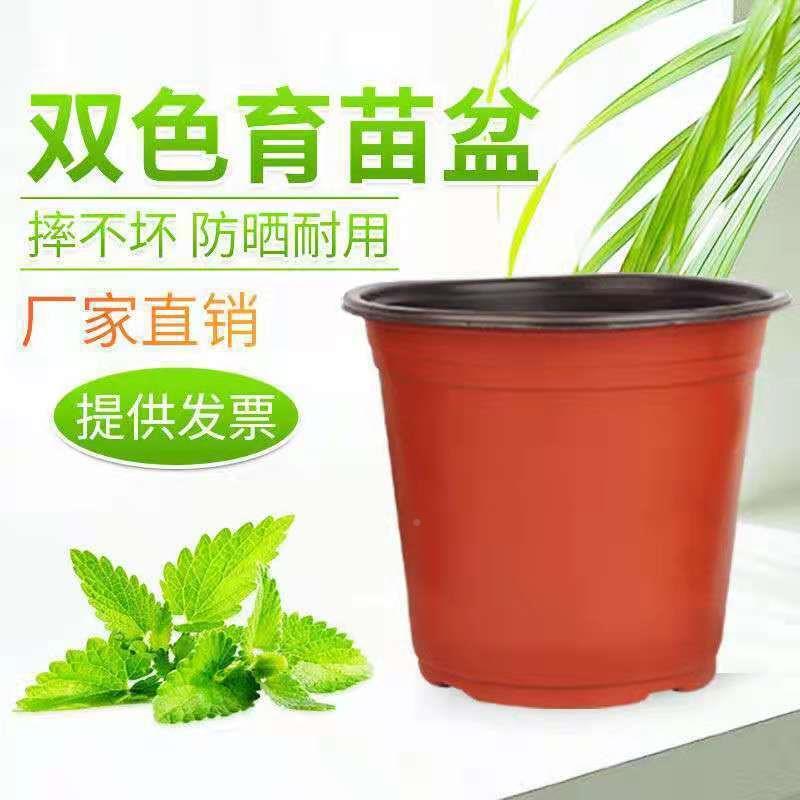 盆 塑料加厚双色苗杯简易盆育批苗多肉叶插709盆大棚营养钵育苗花