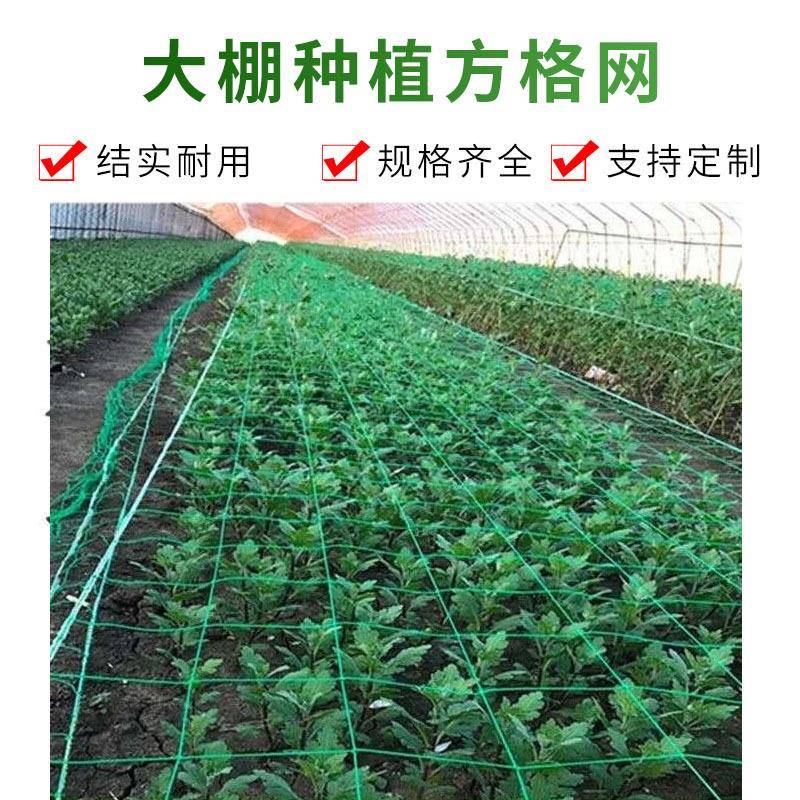 大棚种植方格网园艺庭院植物爬藤网瓜果植物黄瓜豆角种植网菊花网