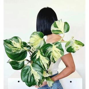 快乐叶子油画绿萝进口网红观叶植物垂吊爬藤室内客厅阳台净化空气