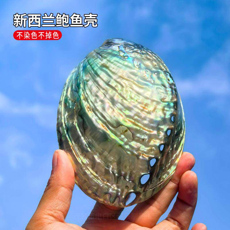 新西兰蓝鲍鱼贝壳家居装饰海螺贝壳鱼缸水族创意摆件收藏道具拍摄