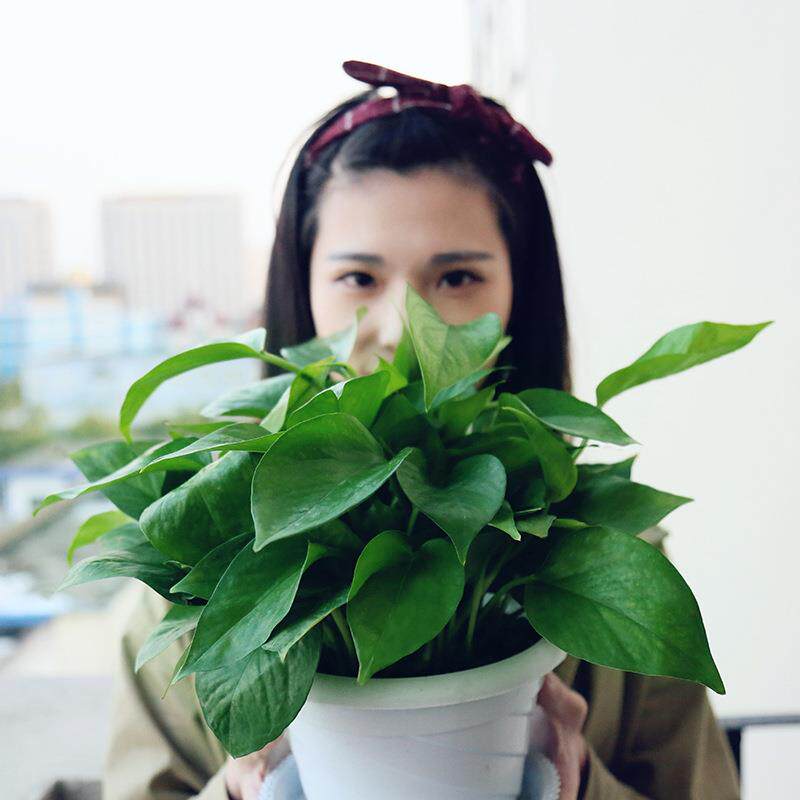 绿萝盆栽室内植物新房吸除气味水培花卉绿植盆景长藤垂吊兰新款