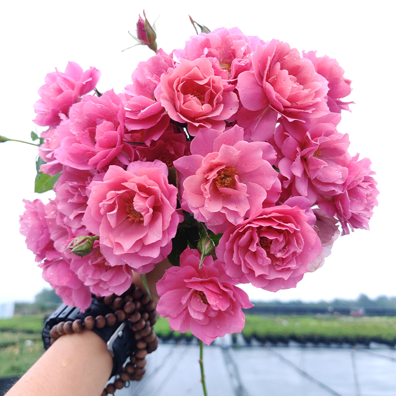 海蒂的花园葵灌木月季勤花多头复古色阳台庭院露台植物花卉盆栽苗