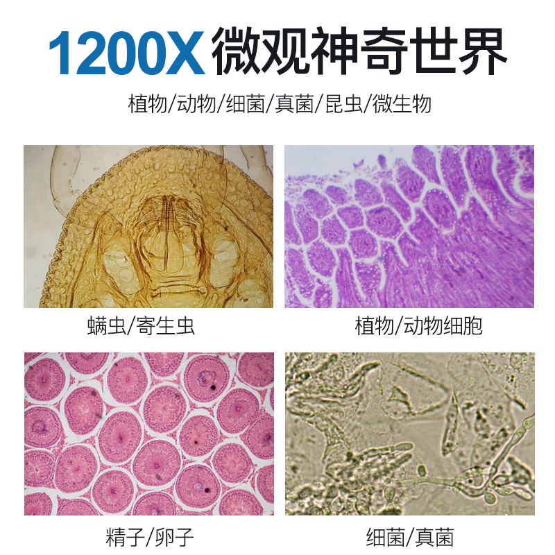 显微镜儿童科学00倍小学生可看便携式手持幼儿园微生物高清高倍多