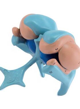 脑室与基底神经核模型A18207