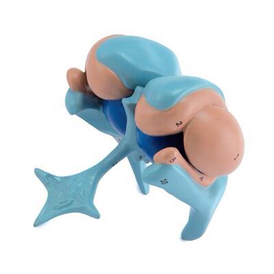 脑室与基底神经核模型A18207