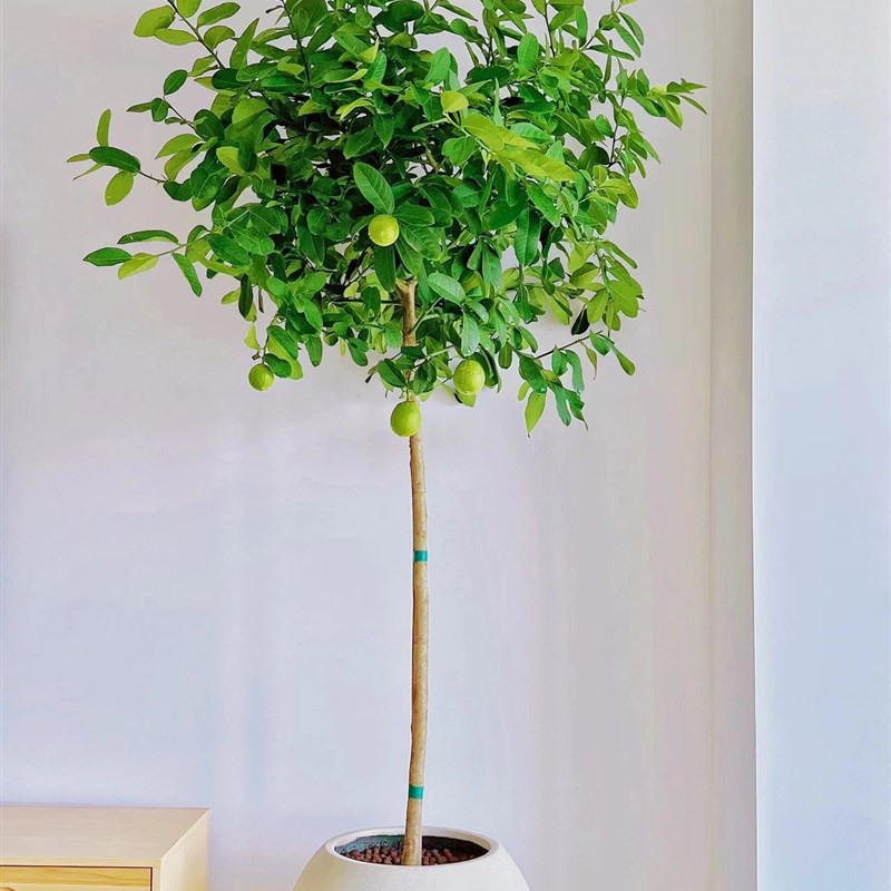 香水柠檬树盆栽大型绿植室内客厅盆栽高杆棒棒糖植物四季开花结果