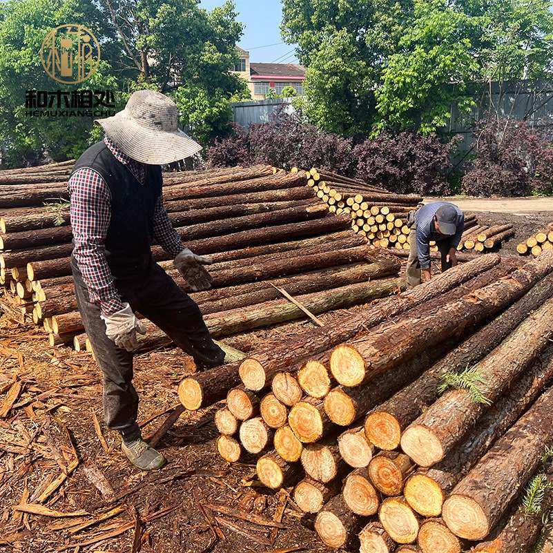 林场直供杉木绿化杆小区道路支撑杆建筑工地河道打桩木杉木桩原木