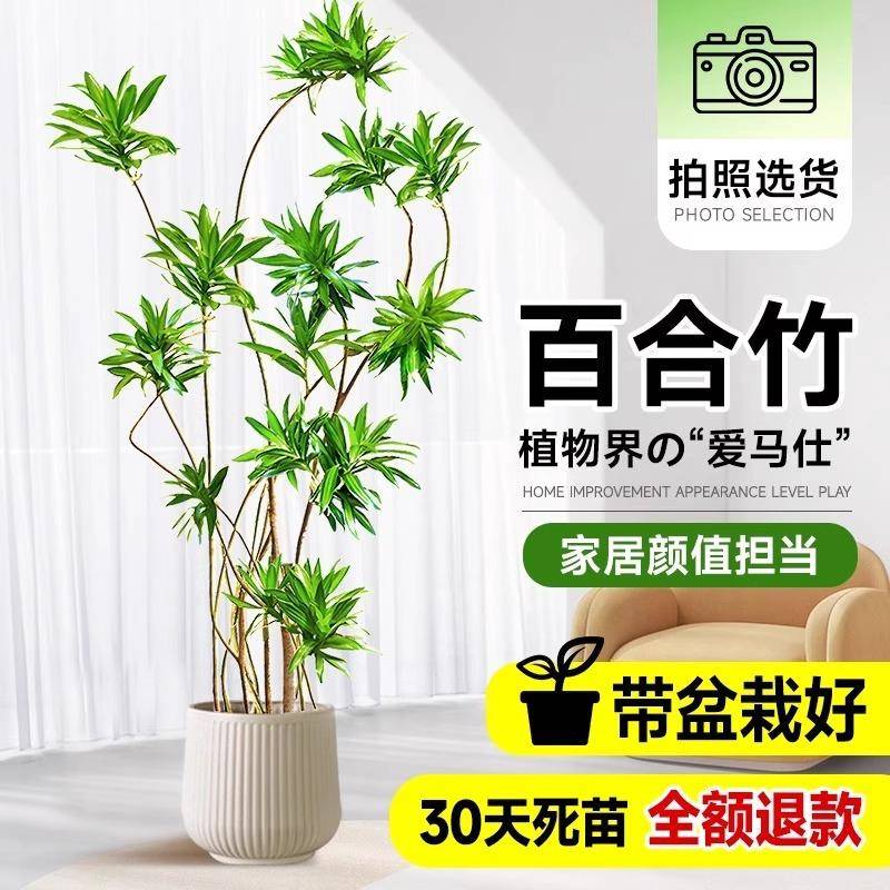 百合竹客厅造型绿植室内大型落地式大盆栽办公室四季常青真花植物