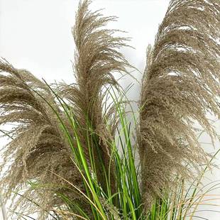仿真芦苇盆栽婚庆网红室内摆件道具家居装饰品仿真狗尾草造景装饰