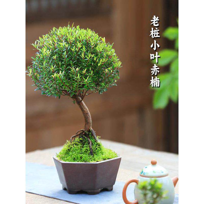 小叶赤楠盆景精品蘑菇头造型提根老桩小盆栽室内观叶植物四季好养