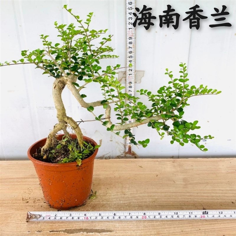 提根飘枝海南香兰老桩盆景开花浓香悬崖造型博兰临水花园植物盆栽