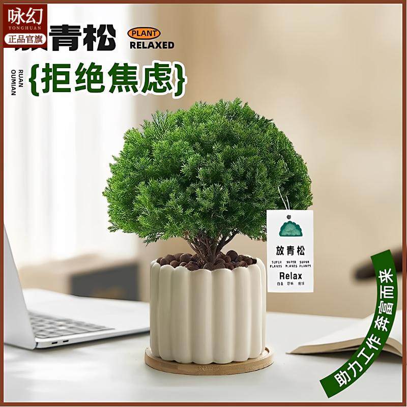 办公室桌面室内绿植小盆栽奶油风摆件室内除甲醛净化空气四季通用,家居饰品,桌面摆件,淘宝优惠券,粉丝福利购,淘宝优惠卷