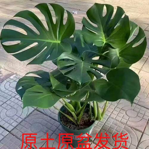 老桩龟背竹大叶开背室内客厅办公室大盆栽植物耐热好养植物