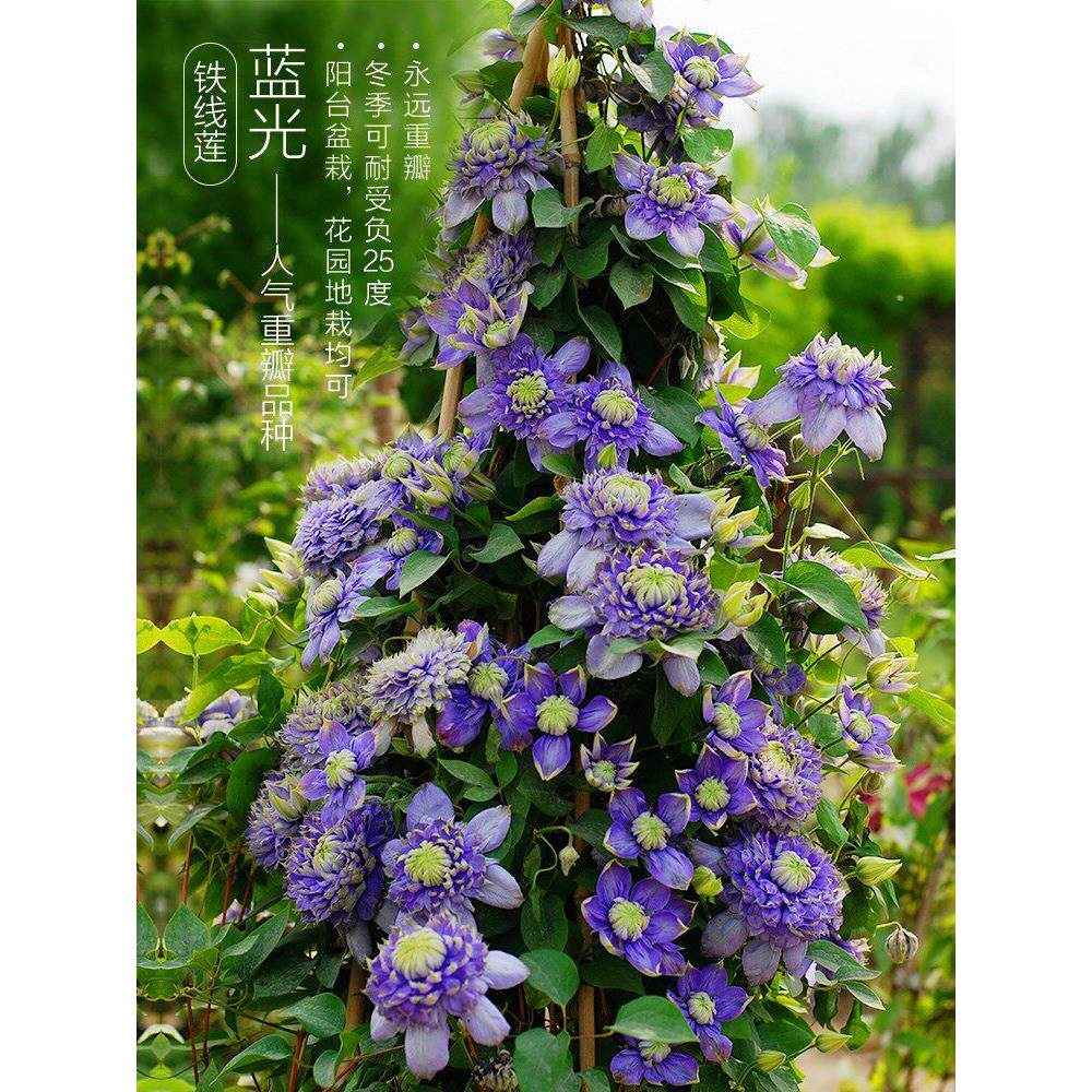 多年生重瓣大花铁线莲大苗盆栽进口藤蔓攀援花卉爬藤植物原盆发货