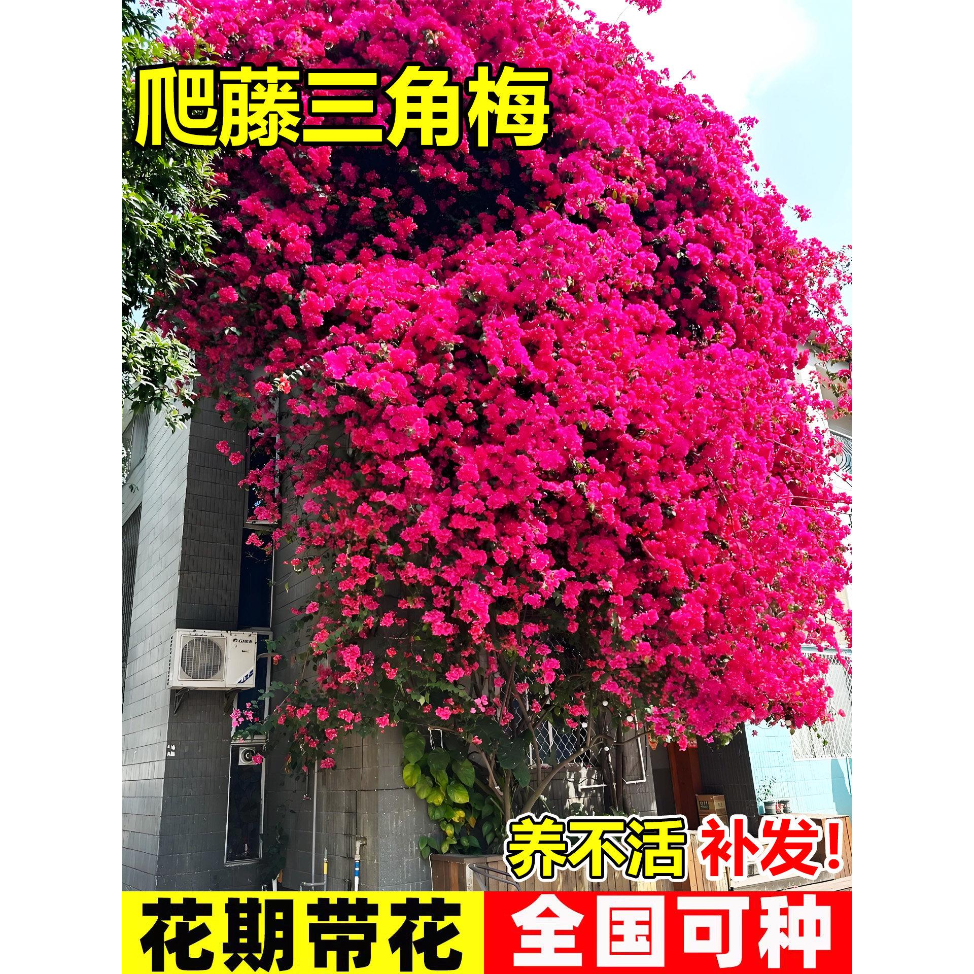 三角梅盆栽带花爬藤植物花卉多色重瓣老桩庭院耐寒三角梅多季开花