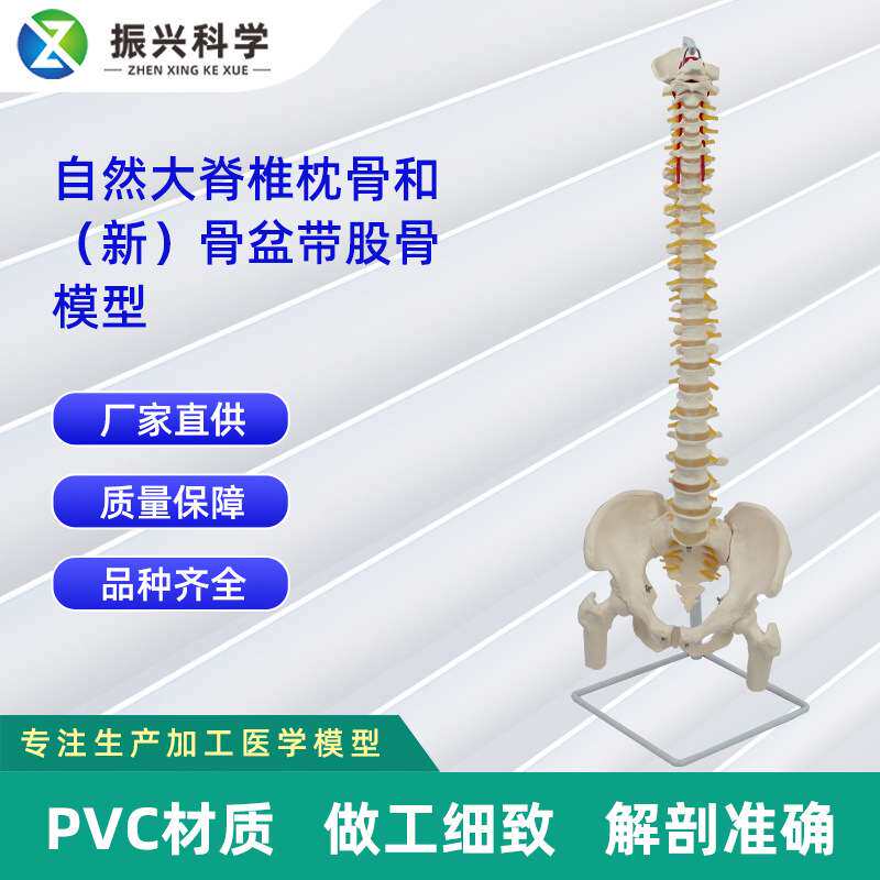 自然大脊椎枕骨和新骨盆带股骨模型 人体脊椎模型