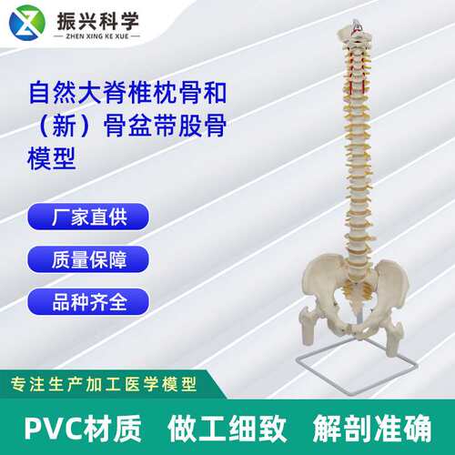 自然大脊椎枕骨和新骨盆带股骨模型 人体脊椎模型
