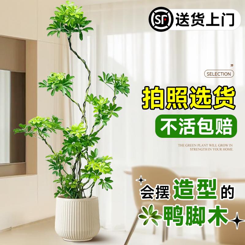 造型鸭脚木客厅大盆栽鸭掌木鹅掌柴室内落地式大型四季常青绿植物
