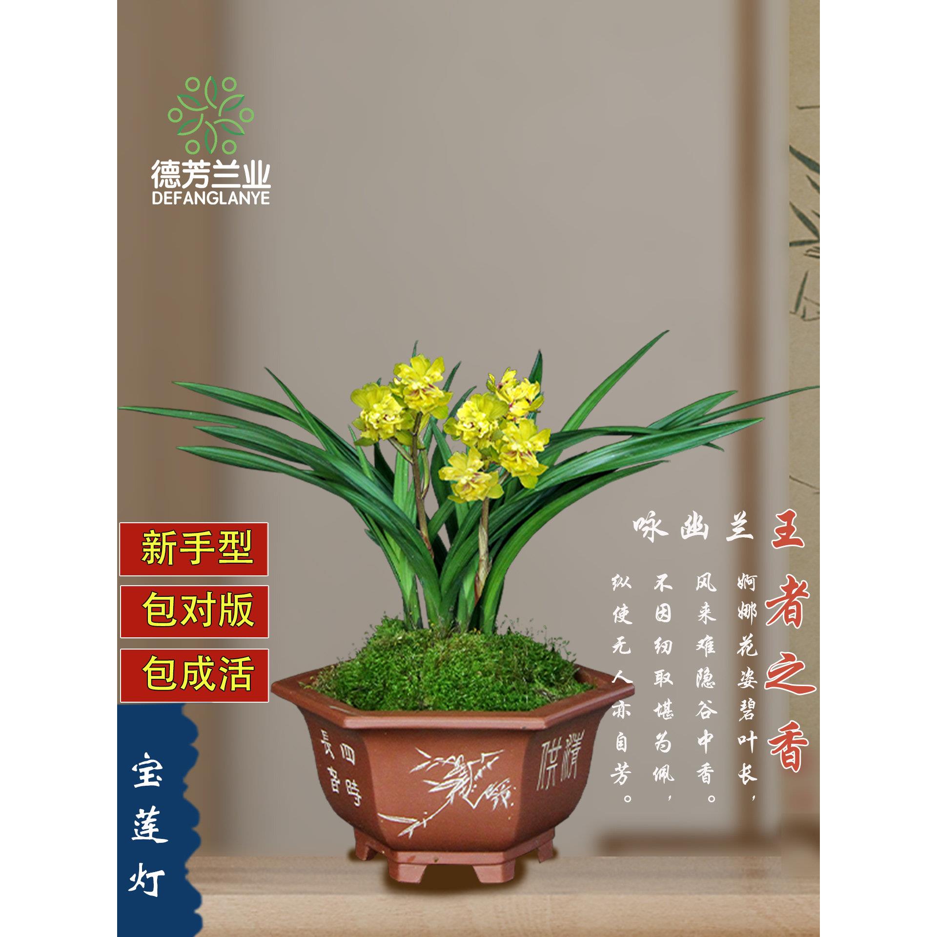 收藏级名贵兰花春剑宝莲灯带花苞高端名品室内阳台浓香型花卉盆栽