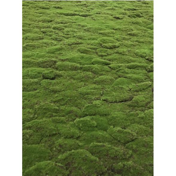 模拟苔藓鼓鼓的草坪移植假苔藓草坪植物墙配件室内景观绿化人造草