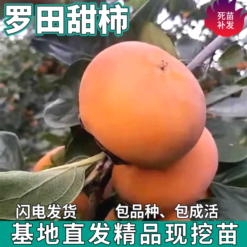 罗田甜柿子树苗南北方庭