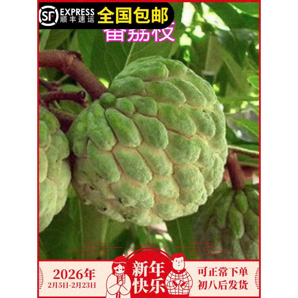 本地番鬼荔枝苗番荔枝味道香浓佛陀果佛头果树苗15年老店图片