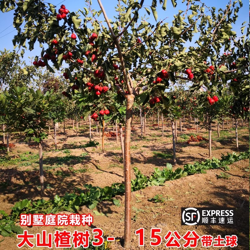 特大山楂树活苗山里红甜