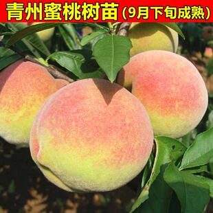 寒露蜜桃树苗 山东青州蜜桃苗 晚熟桃树苗 雪桃树苗 南方北方种植