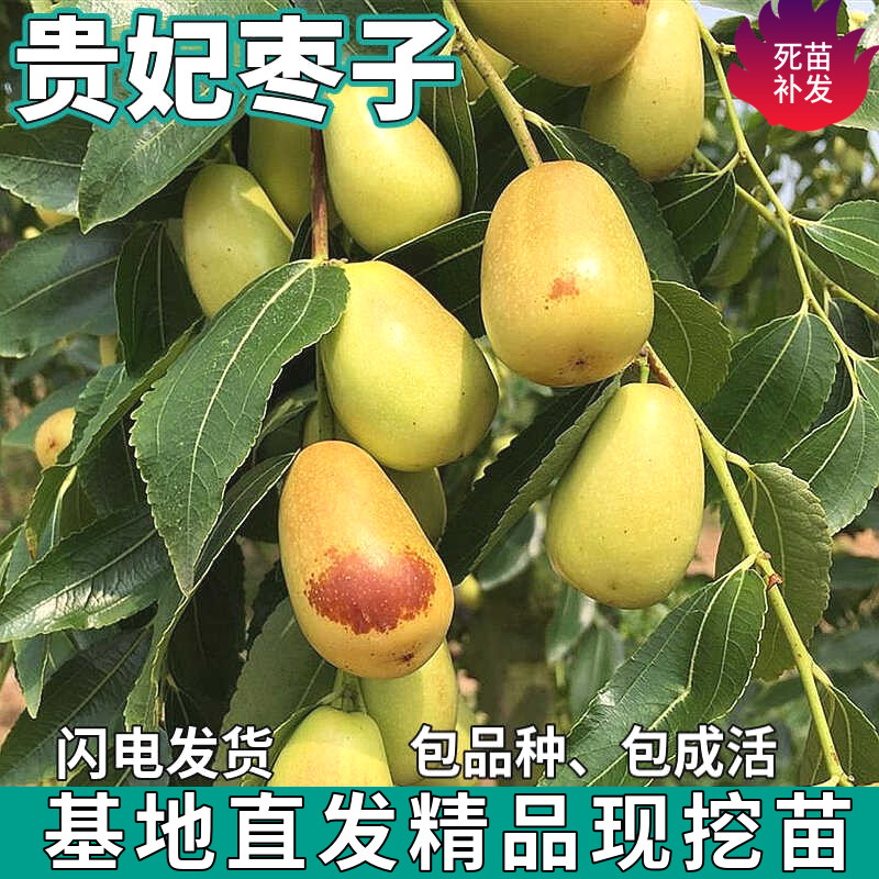 贵妃枣子苗树南北方庭院地栽特大果树盆栽嫁接甜脆枣子苗当年结果