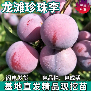 龙滩珍珠李子树苗南北方地栽盆栽种植嫁接脆甜李子果树苗当年结果