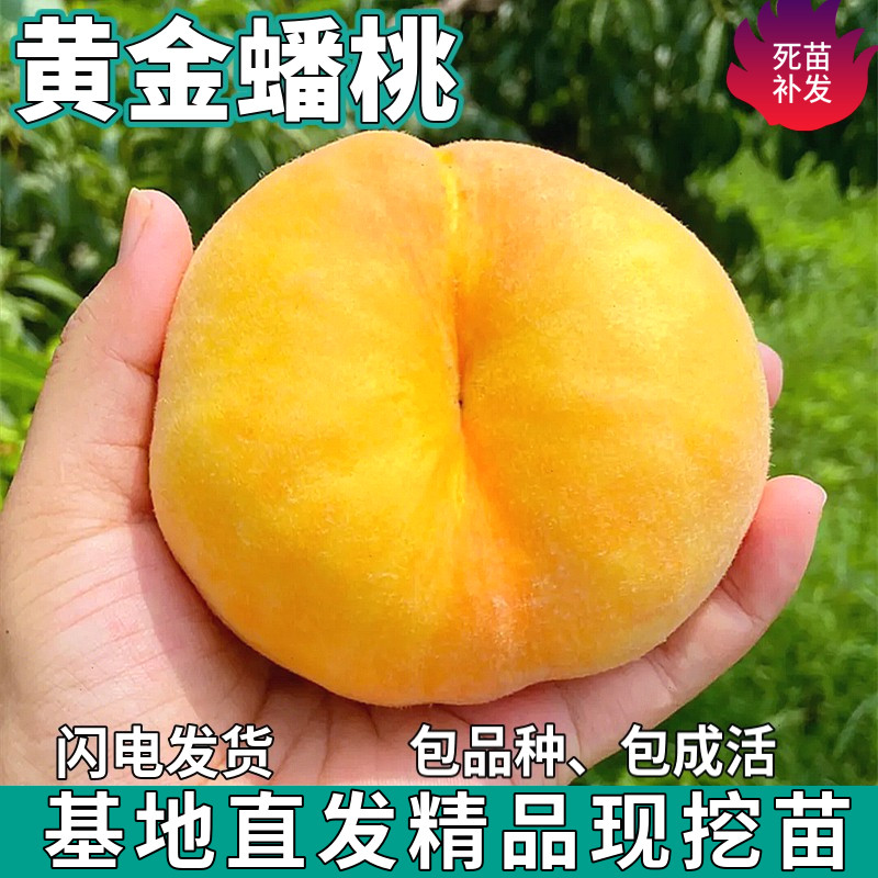 黄金蟠桃树苗南北方地栽庭院特大果盆栽种植嫁接甜桃子苗当年结果