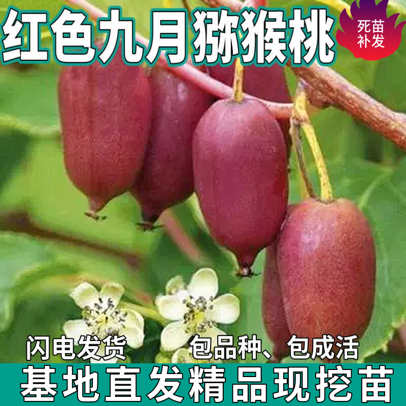 红色九月猕猴桃树苗地栽