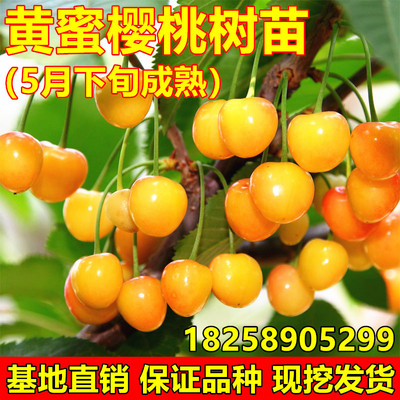 大樱桃树苗黄蜜嫁接南北