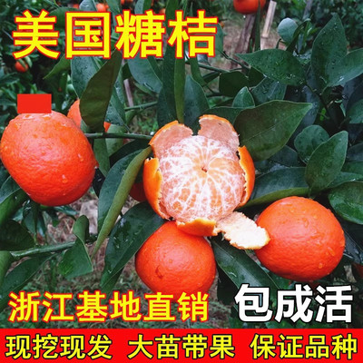 美国糖桔树苗世纪红蜜橘