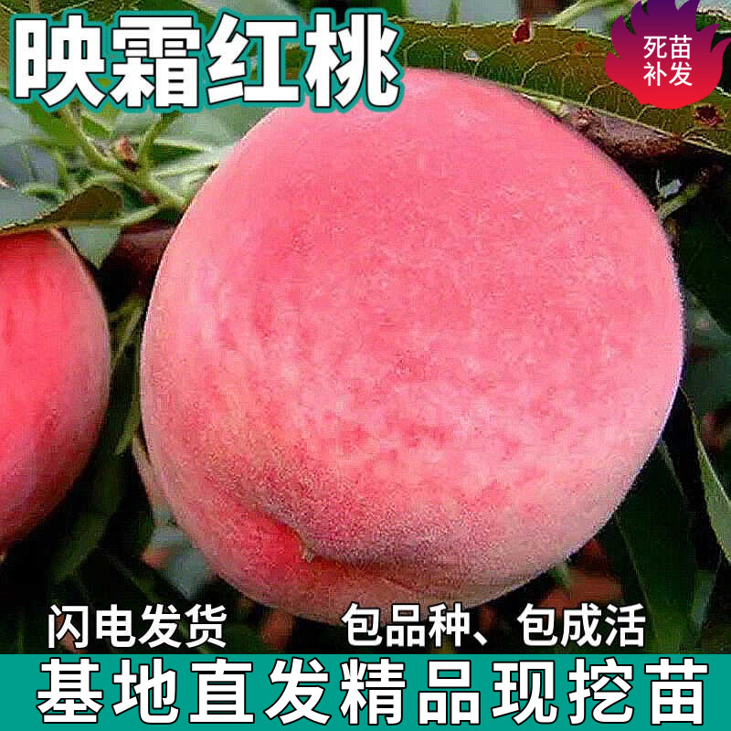 映霜红桃树苗南北方庭院地栽种植盆栽嫁接冬雪王桃子苗树当年结果