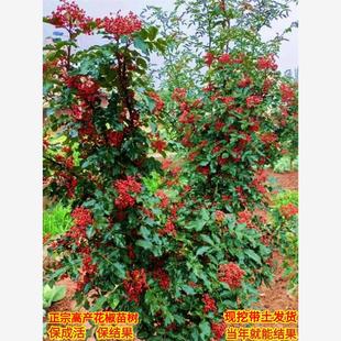 花椒树苗大红袍花椒苗树四川麻椒盆栽地栽带土花椒树大苗当年结果