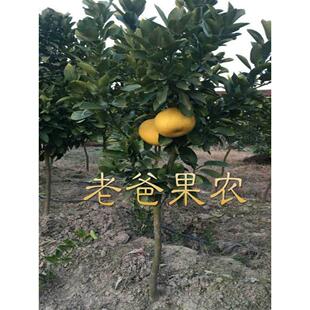 正宗玉环文旦楚门柚子树苗/红心蜜柚嫁接果树苗木可盆栽庭院种植