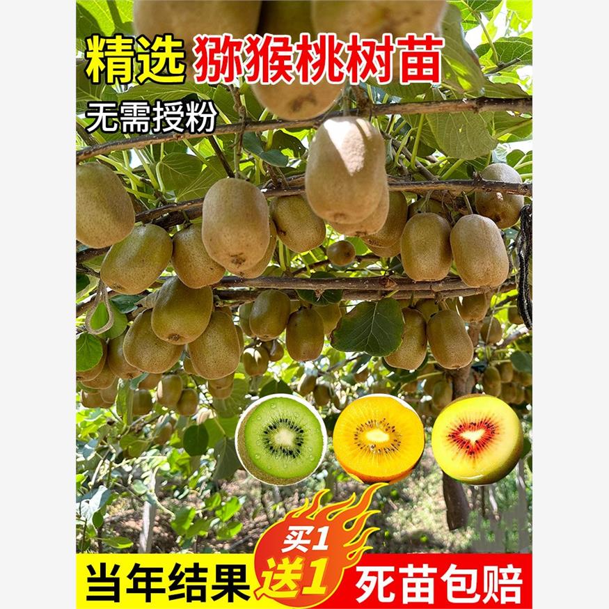 红心猕猴桃树苗南方北方