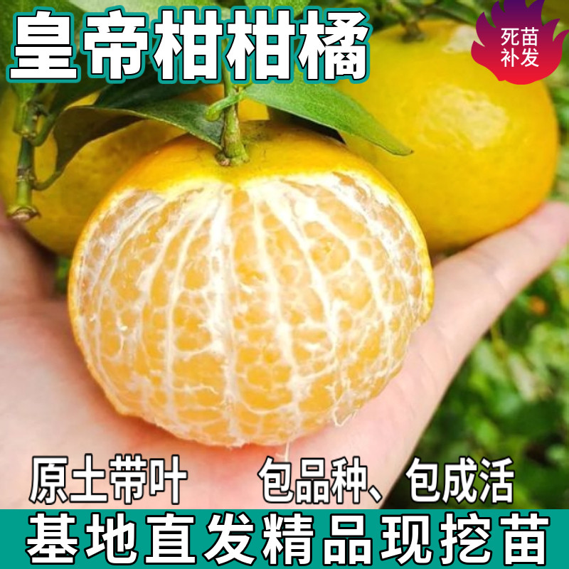 正宗广西皇帝柑树苗南北方地栽嫁接盆栽薄皮无籽柑橘桔子当年结果