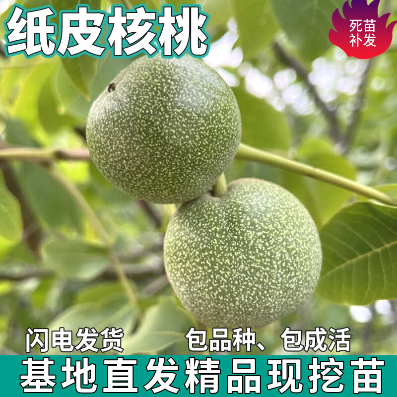 纸皮核桃树苗南北方地栽庭院盆栽种植嫁接薄皮特大核桃苗当年结果,鲜花速递/花卉仿真/绿植园艺,果树,淘宝优惠券,粉丝福利购,淘宝优惠卷