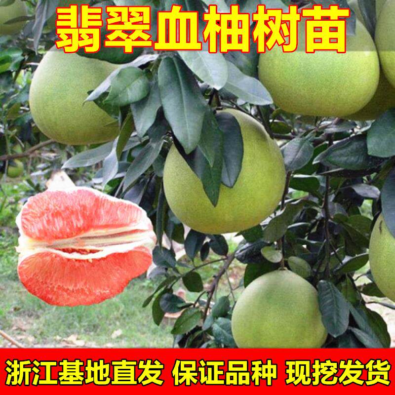 越南翡翠血柚苗青皮红肉红心柚子树苗嫁接柚子苗南北方种植果树苗