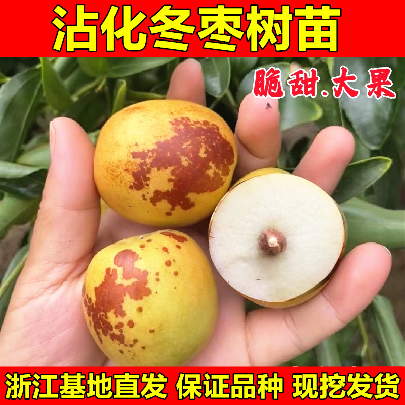正宗沾化冬枣苗嫁接枣树
