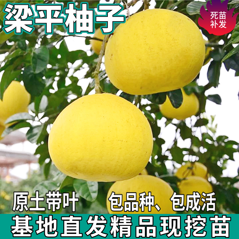 梁平柚子树苗南北方庭院地栽特大果盆栽嫁接白心蜜柚子苗当年结果