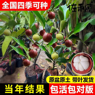 山竹树苗带果嫁接岭南黄金泰国山竹水果树果苗四季盆栽南北方种植